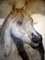 Horse Drawings - Wisper In The Wind - Pencil
